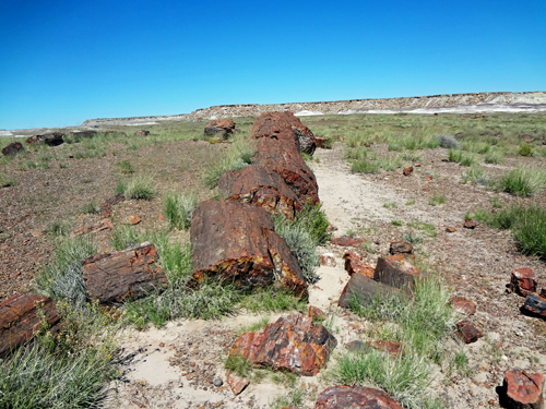 small sections of logs lay scattered about the ground on the Giant Logs Trail